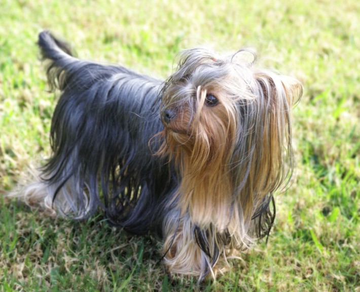 Yorkshire Terrier Breed Guide - Learn about the Yorkshire Terrier.