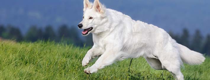 white shepherd dog2 - Pet Paw