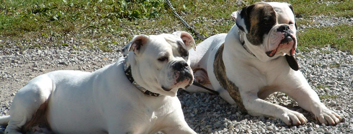 Antebellum bulldog hot sale