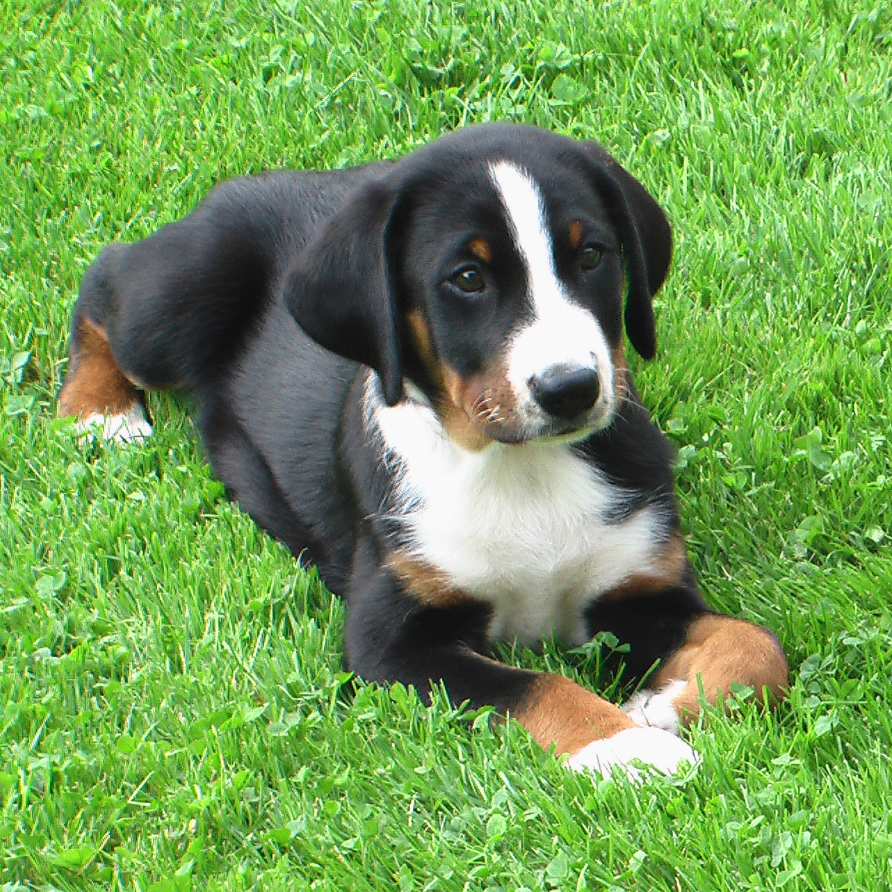 Appenzeller Sennenhund on the grass - Pet Paw