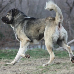 are armenian gampr dog aggressive