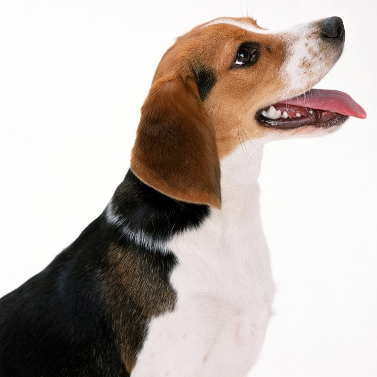 Artois Hound dog breed - Pet Paw