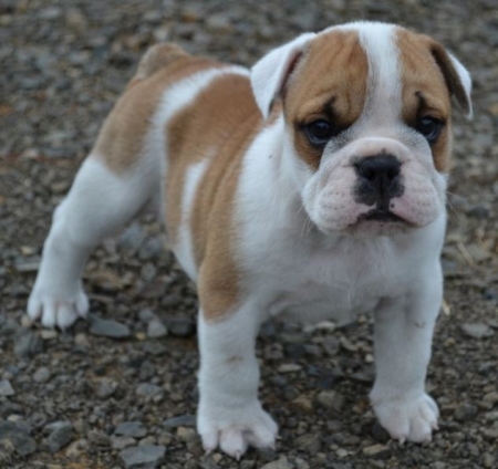 Australian Bulldog puppy1 - Pet Paw