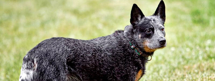 Australian Cattle Dog on the field(1) - Pet Paw