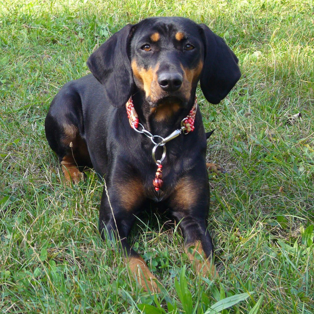 Black and tan hunting hot sale dog