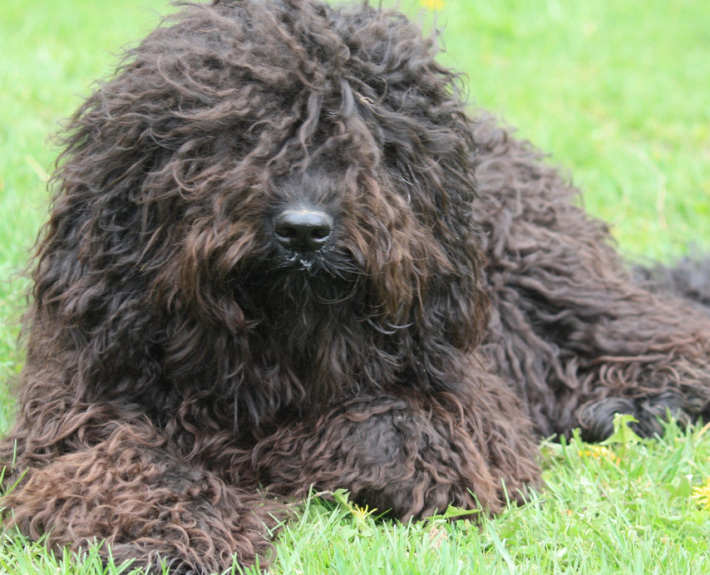 Barbet Breed Guide - Learn about the Barbet.