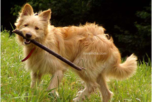 basque shepherd dog puppies sale