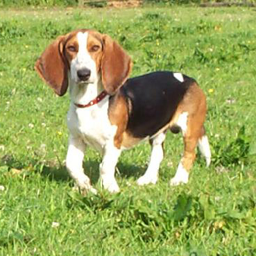 how do basset artesien normand hunt