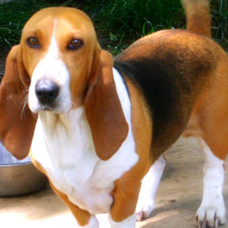 Basset Artésien Normand Breed Guide - Learn about the Basset Artésien ...