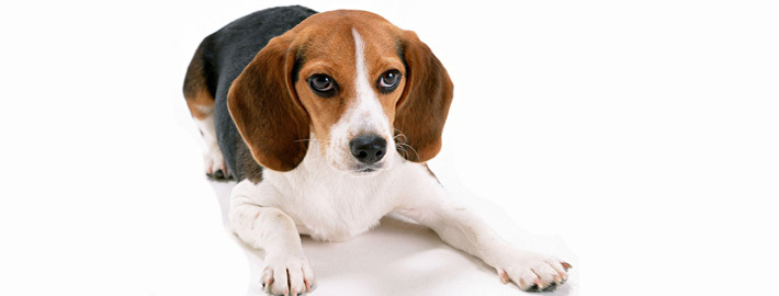 Beagle Harrier Breed Guide Learn About The Beagle Harrier