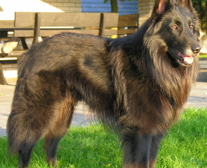 Belgian Shepherd Groenendael Breed Guide - Learn About The Belgian ...