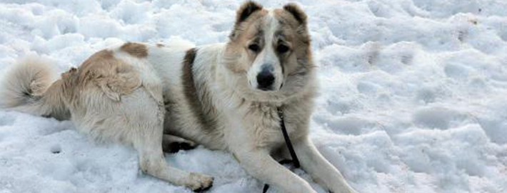 what is the breed of armenian gampr dog