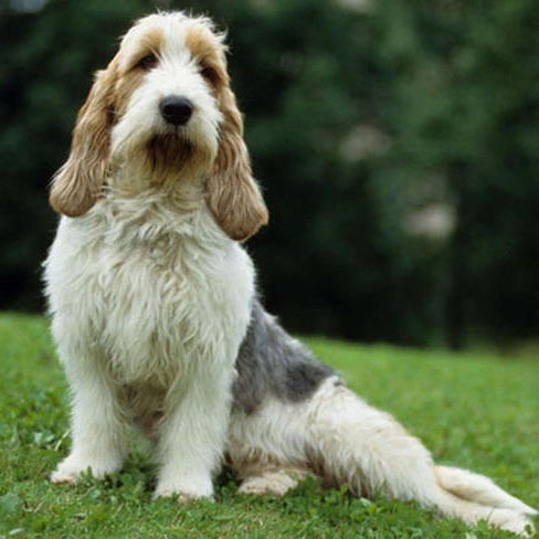 Grand Basset Griffon Vendéen Sitting on the Grass - Pet Paw