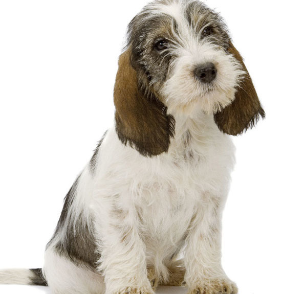 are petit basset griffon vendeen aggressive