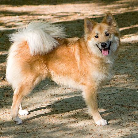 Icelandic Sheepdog 5 - Pet Paw