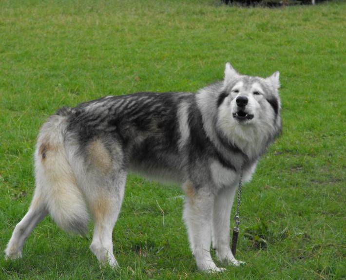Northern Inuit Dog Breed Guide - Learn about the Northern Inuit Dog.
