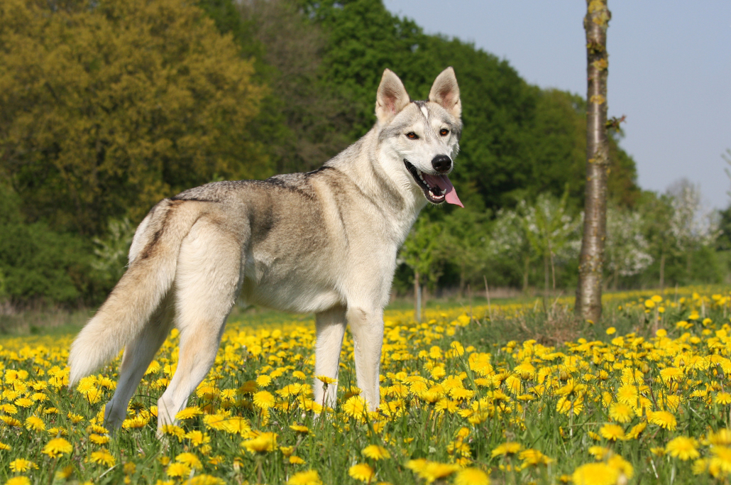 Northern Inuit Dog 4 - Pet Paw