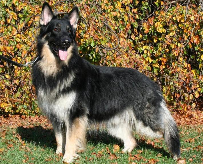 Shiloh Shepherd Dog Breed Guide - Learn about the Shiloh Shepherd Dog.