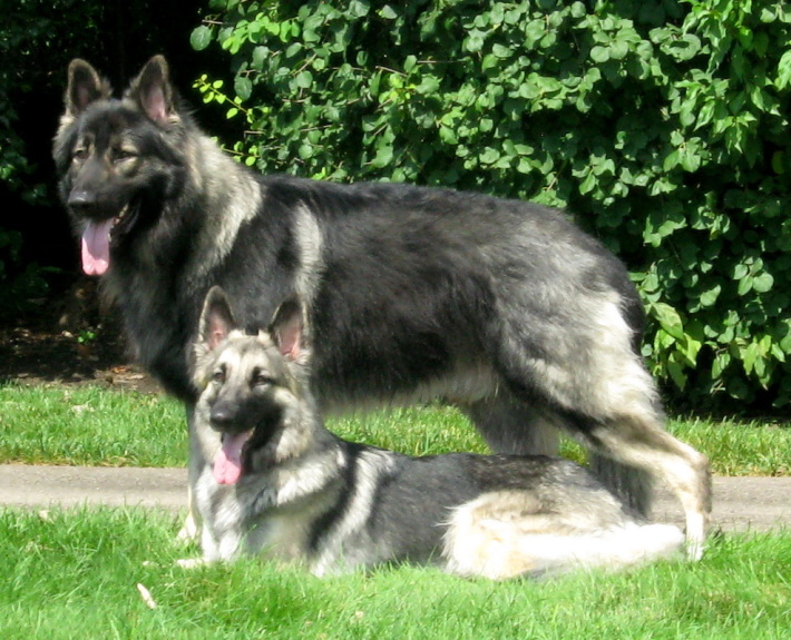 Shiloh Shepherd Dog Breed Guide - Learn about the Shiloh Shepherd Dog.