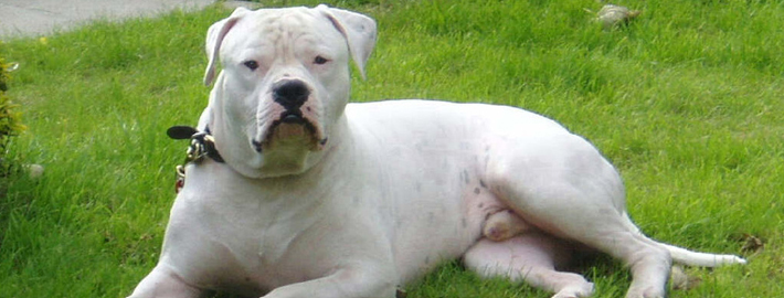 The great american bulldog on the grass - Pet Paw