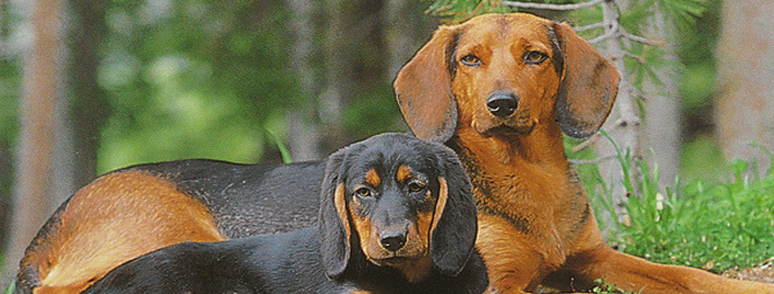 Tyrolean Hound Dog Breed Information and Pictures - PetGuide