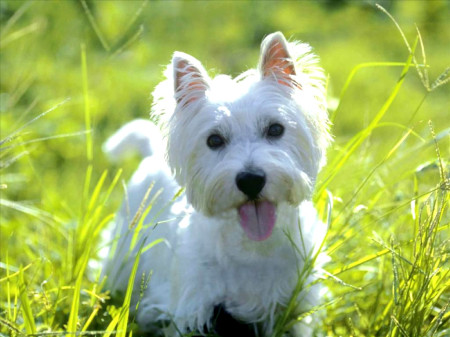 West Highland White Terrier 5 - Pet Paw