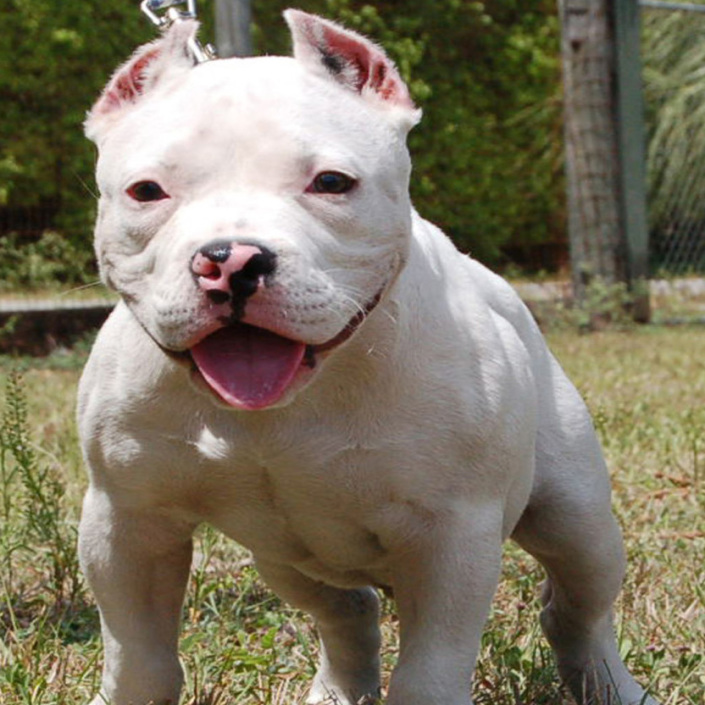 White Bully Puppy