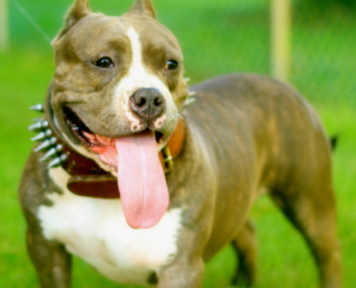 American Bully Breed Guide - Learn about the American Bully.