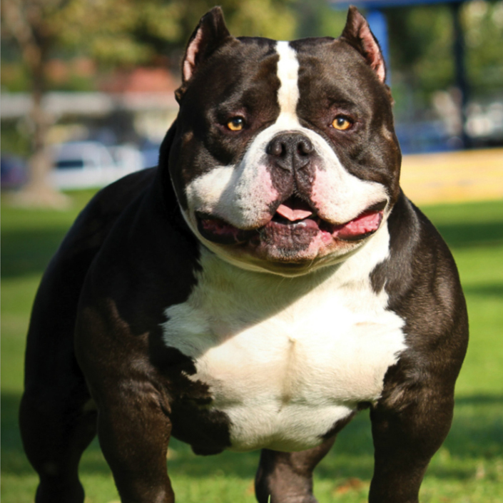 black american bully - Pet Paw