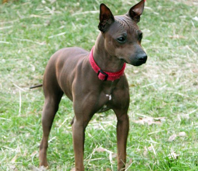 American Hairless Terrier Breed Guide - Learn about the American ...