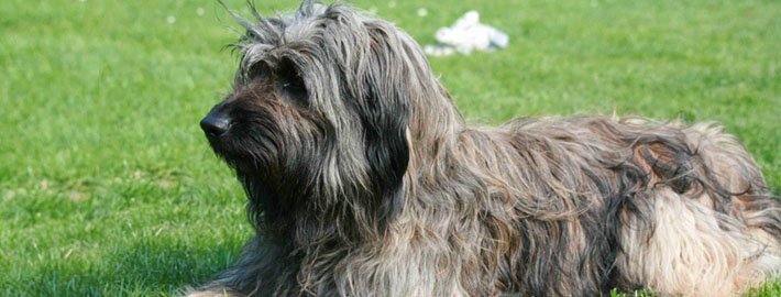 Adult Catalan Sheepdog - Pet Paw