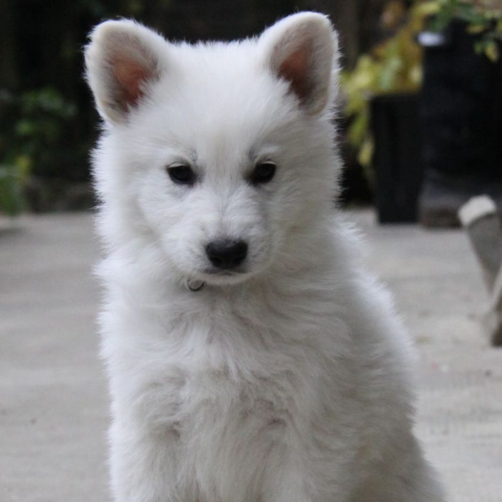 Berger Blanc Suisse Puppy - Pet Paw