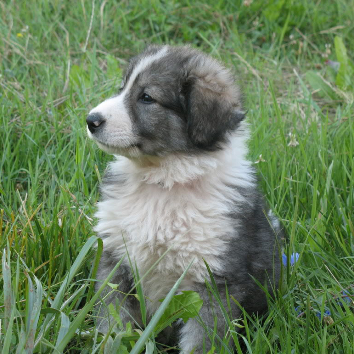 Carpathian Shepherd Adorable Puppy - Pet Paw