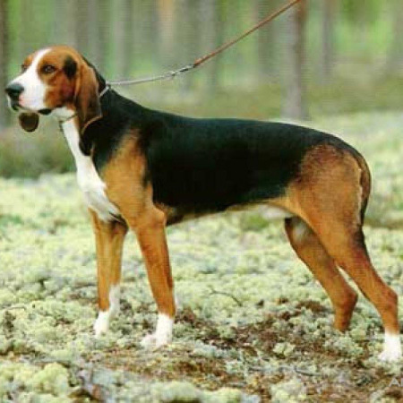 Chien Français Tricolore in the Forest - Pet Paw