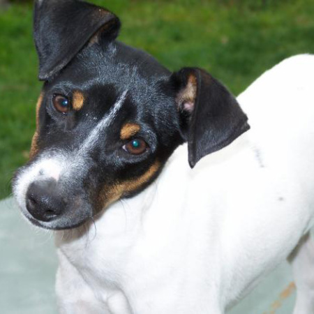 Chilean Fox Terrier Dog - Pet Paw