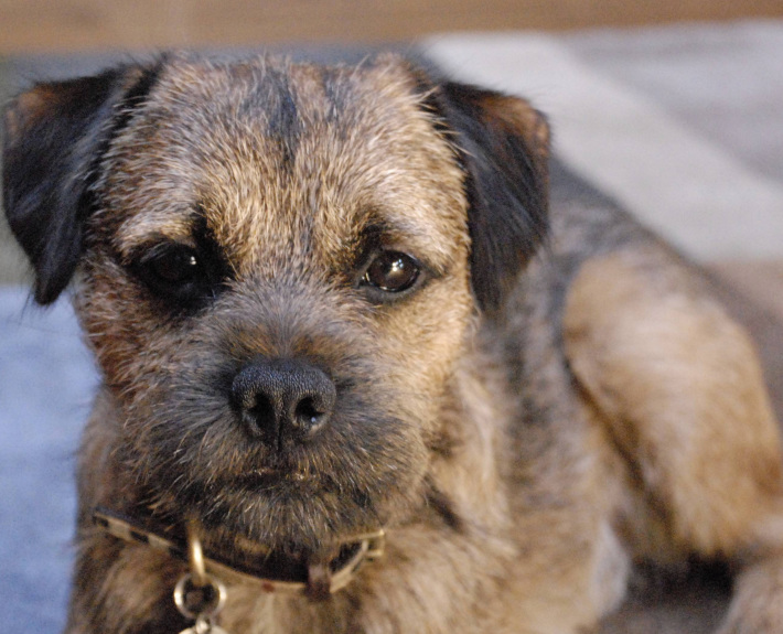 Border Terrier Breed Guide - Learn about the Border Terrier.