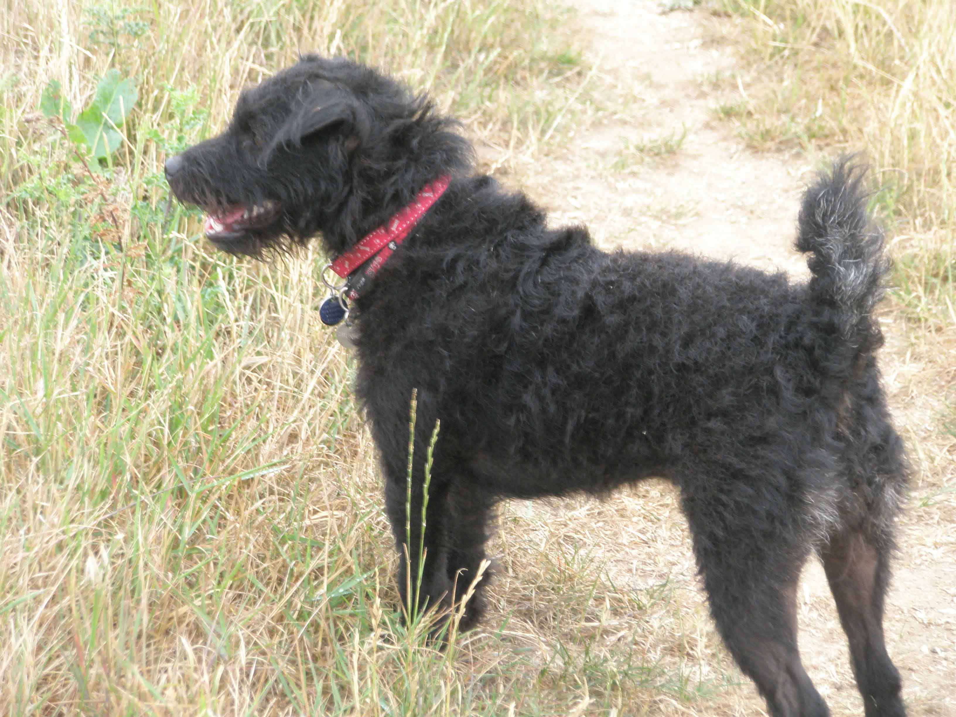 patterdale terrier teddy