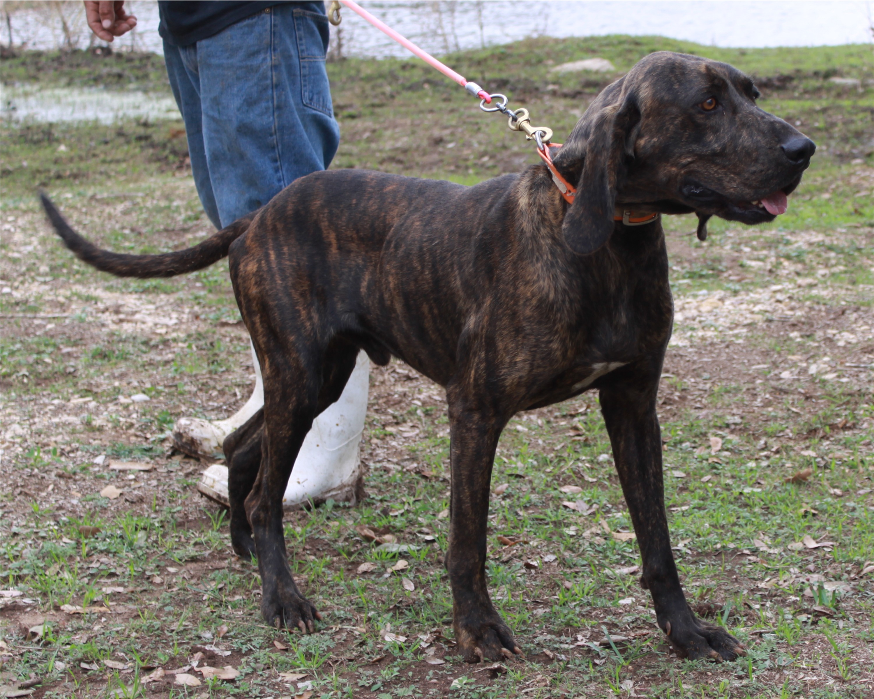how much does a plott hound cost