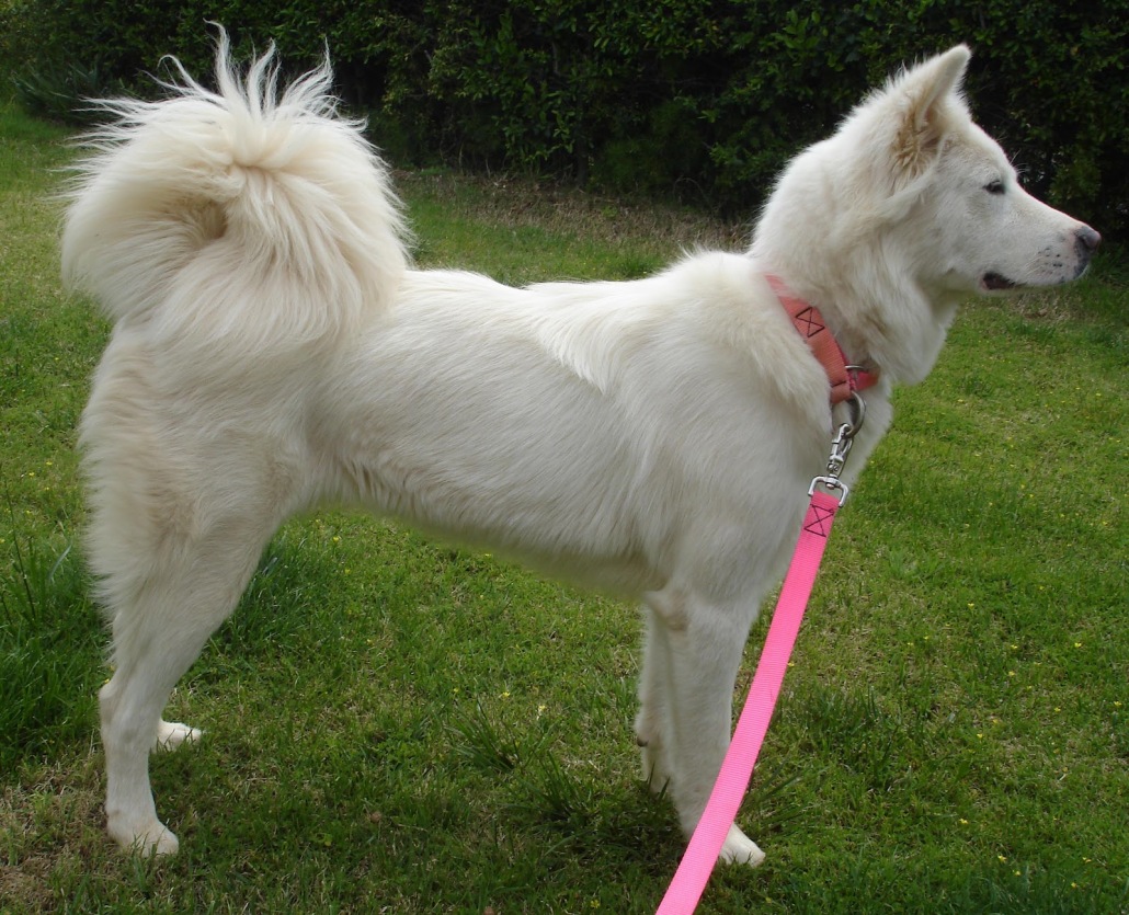 Pungsan Dog Breed Guide - Learn about the Pungsan Dog.