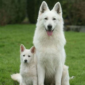 Pup and Mom Berger Blanc Suisse Dogs - Pet Paw