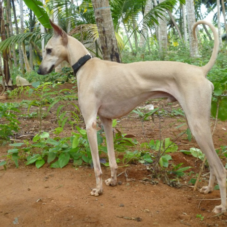 Chippiparai Dog in the Garden - Pet Paw