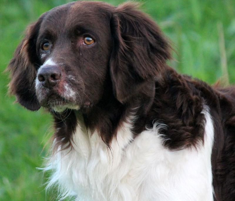 Drentse Patrijshond Breed Guide - Learn about the Drentse Patrijshond.