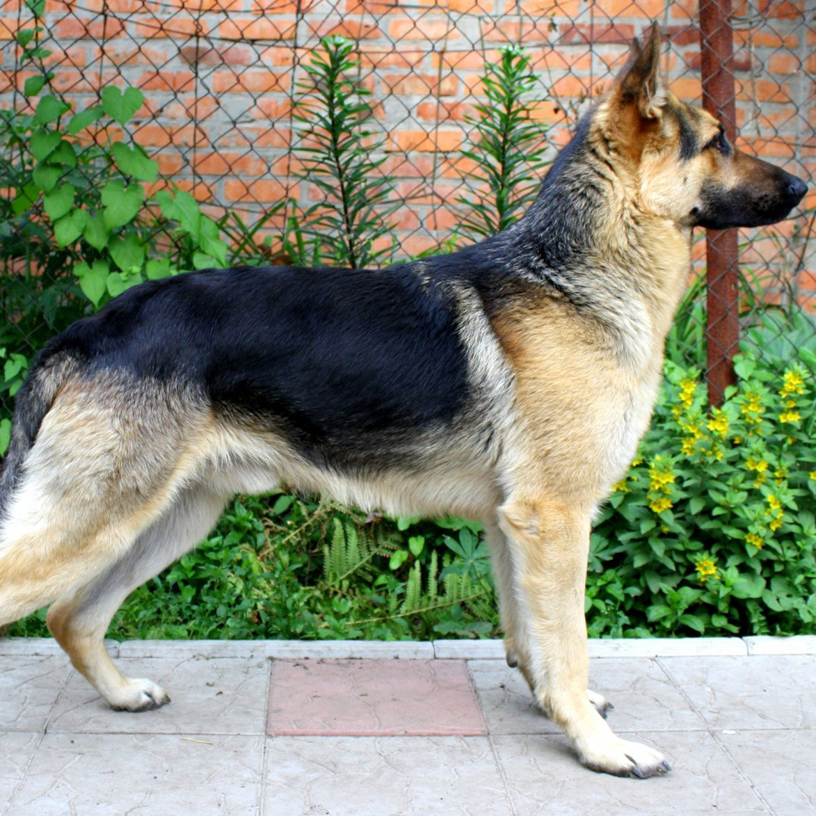east european shepherd puppy