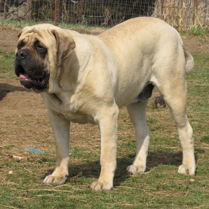 English Mastiff - Pet Paw