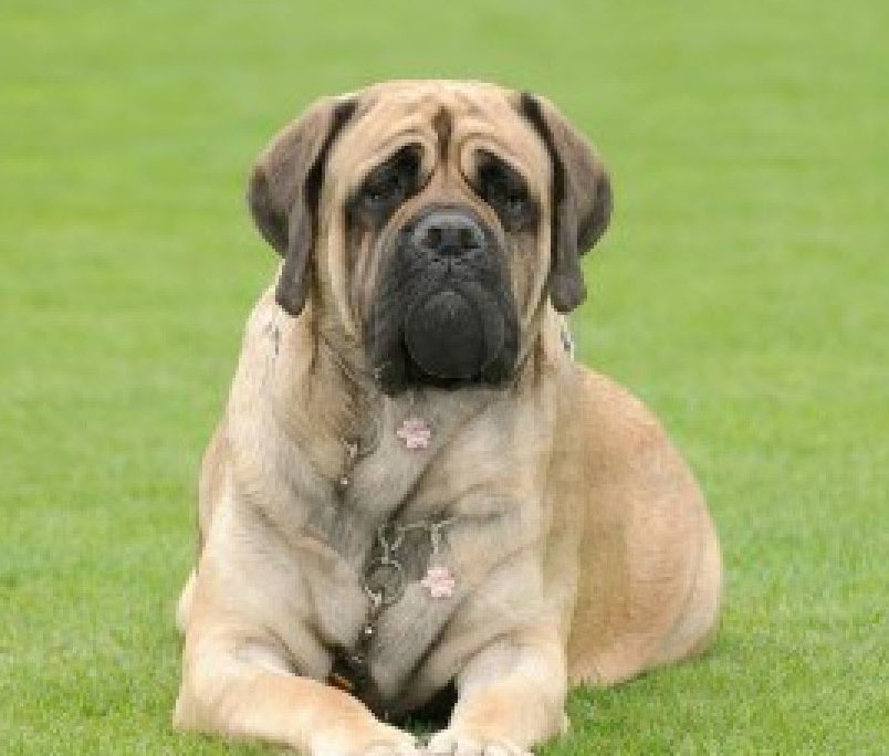 English Mastiff Breed Guide - Learn about the English Mastiff.