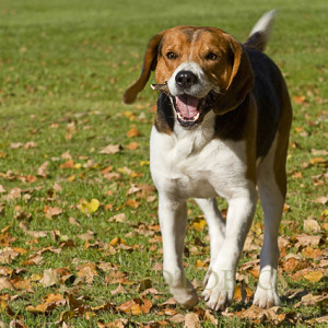 Estonian Hound in Action - Pet Paw