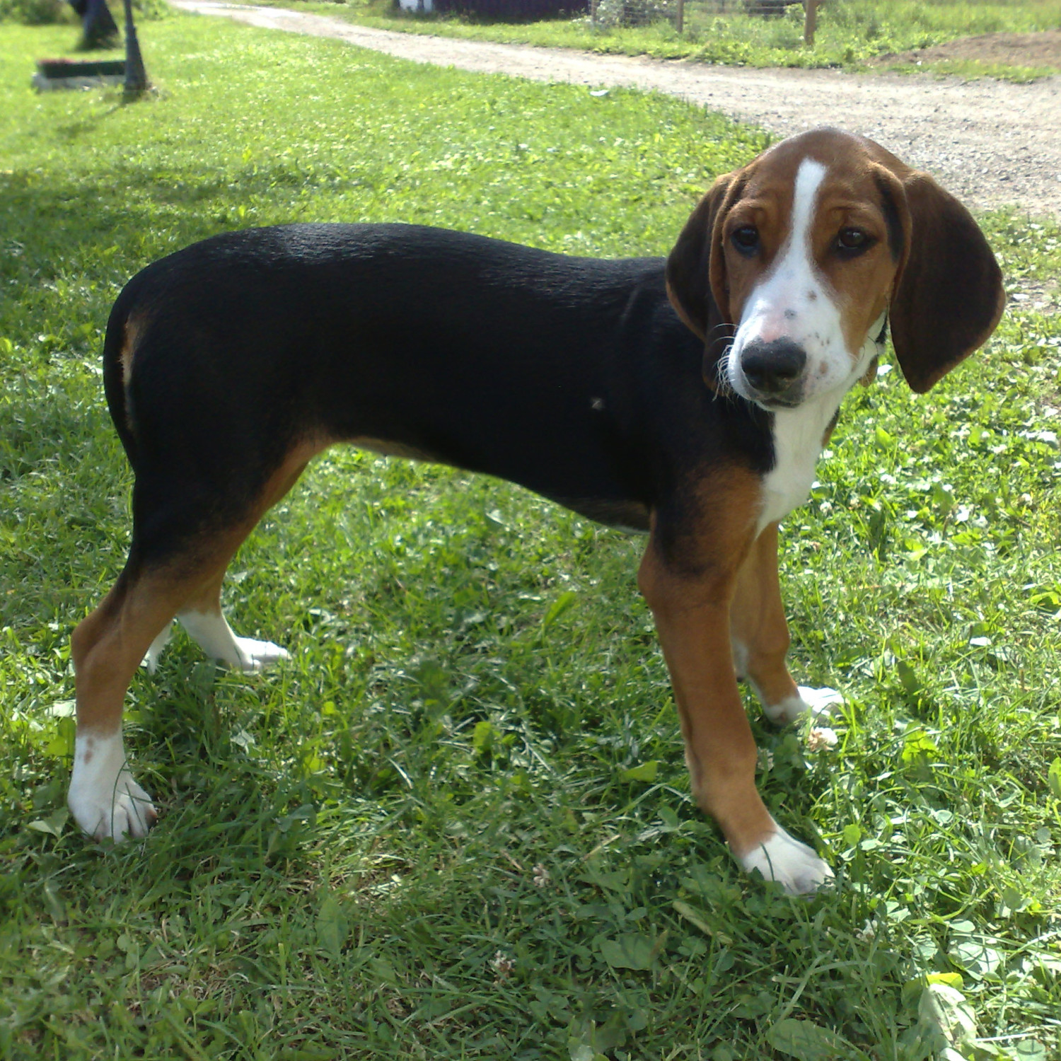 Finnish Hound Puppy - Pet Paw