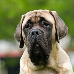 The English Mastiff - Pet Paw