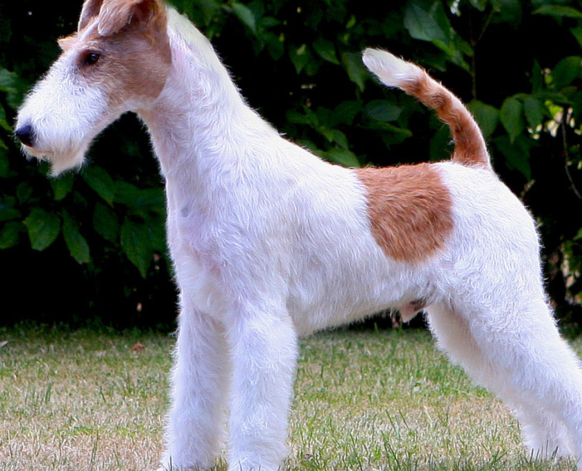 Wire Fox Terrier Breed Guide - Learn about the Wire Fox Terrier.