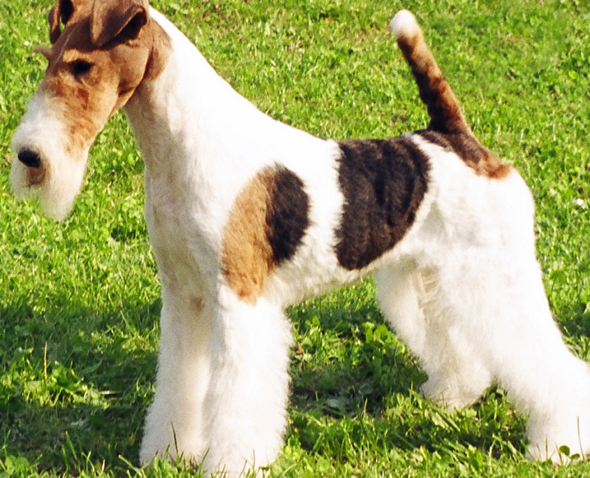 Wire Fox Terrier Breed Guide - Learn About The Wire Fox Terrier.